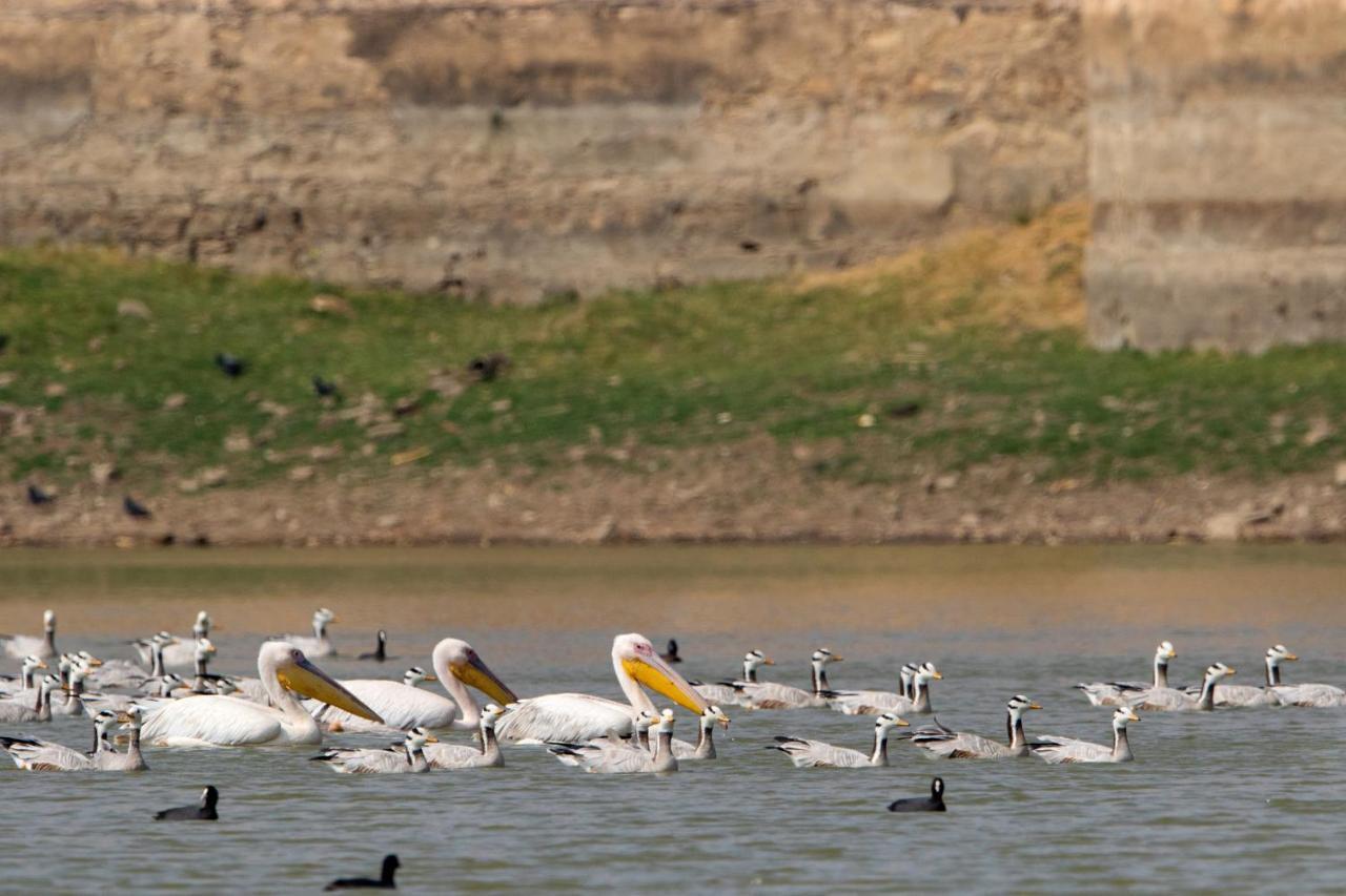 Raas Chhatrasagar, Nimaj, District Pali Extérieur photo