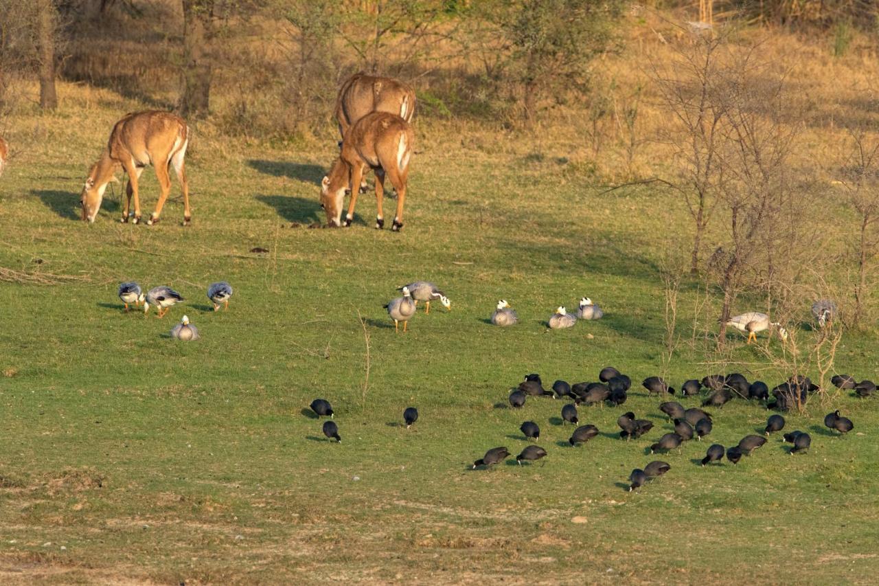Raas Chhatrasagar, Nimaj, District Pali Extérieur photo